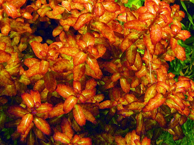 Людвигия Гвинея